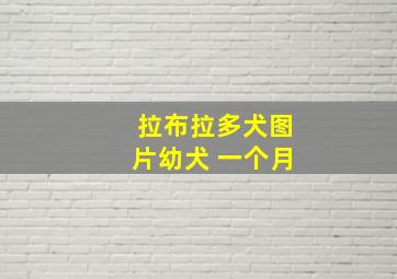 拉布拉多犬图片幼犬 一个月